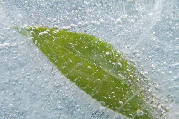 Лист во льду — стоковое фото