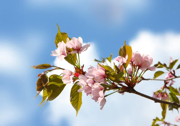 Sakura çiçekler