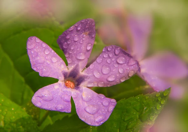 Fleur violette gros plan — Photo