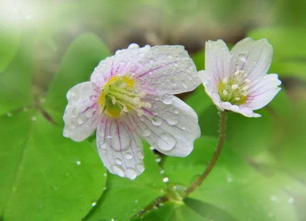 Pequena flor branca com gotas de água — Fotografia de Stock