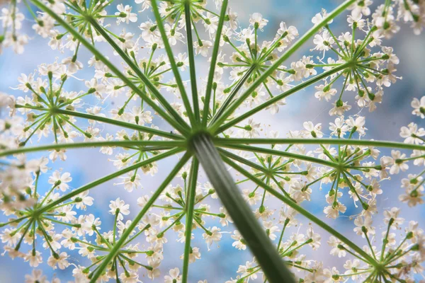 Witte bloemen op blauwe lucht achtergrond — Stockfoto