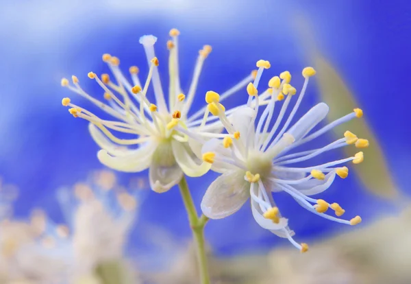 Tilleul fleurs — Photo