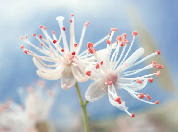 Ihlamur ağacı çiçek — Stok fotoğraf