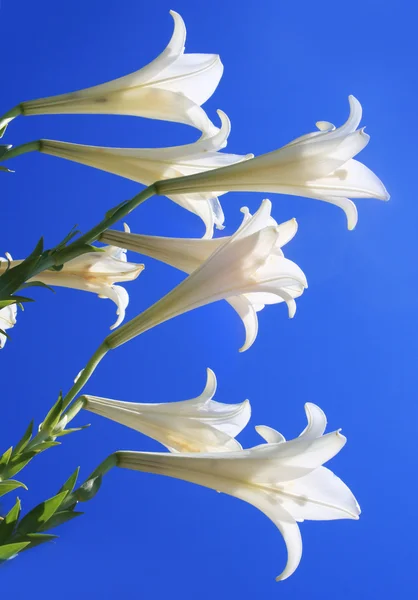 아름 다운 흰 꽃 — 스톡 사진
