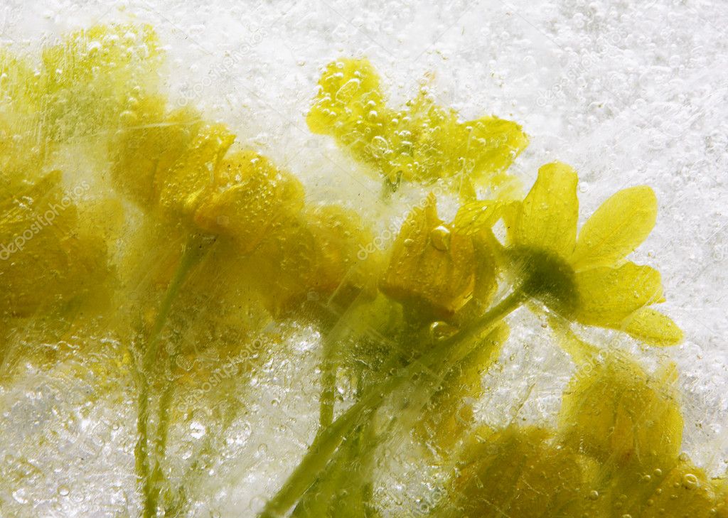 Marple bouquet in ice