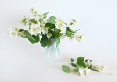 Beyaz Yasemin çiçekleri
