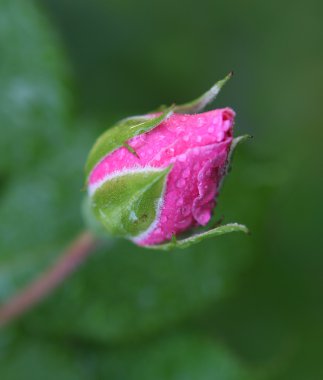 Gül bud