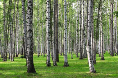 Birch forest clipart