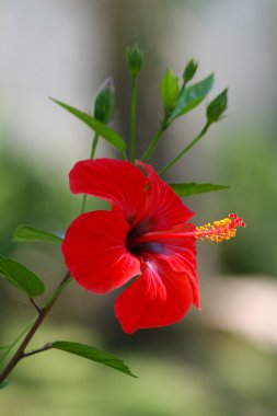 Red hibiscus flower clipart