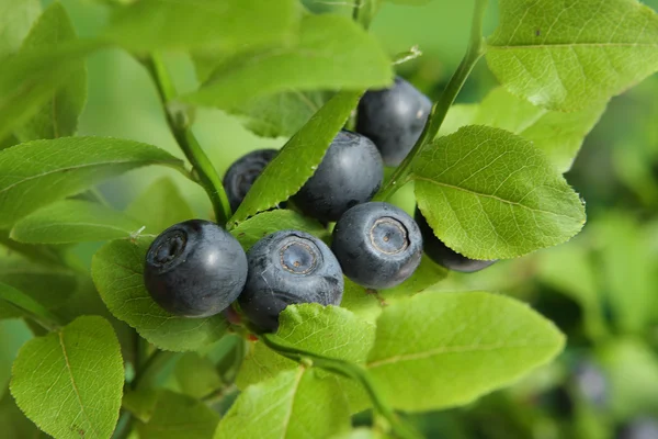 stock image Blueberries