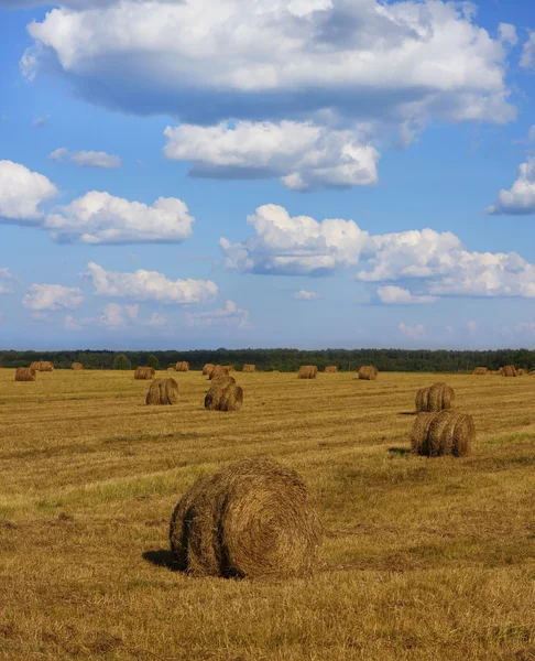 stock image Landscape