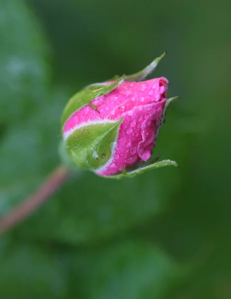 Pąk róży — Zdjęcie stockowe