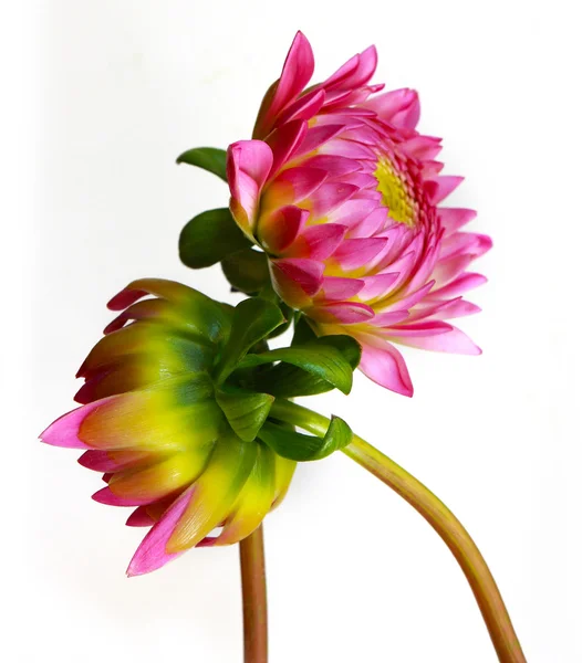 Szép virág — Stock Fotó