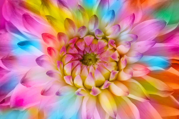 Яркий цветочный фон — стоковое фото