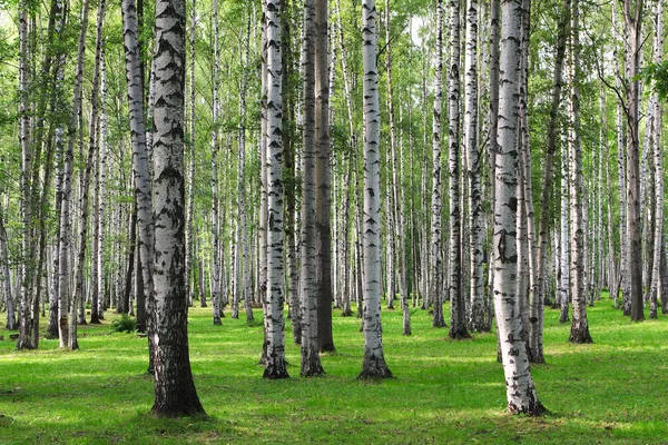 Huş ağacı orman — Stok fotoğraf