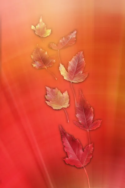 Fényes őszi levelek — Stock Fotó