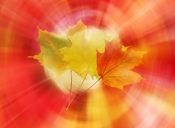 Яркие осенние листья — стоковое фото