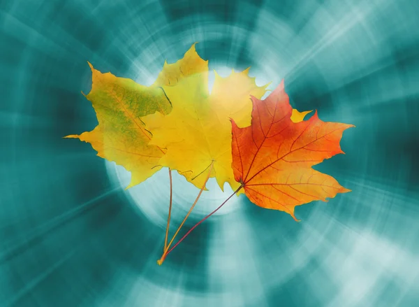 Bright autumn leaves — Stock Photo, Image
