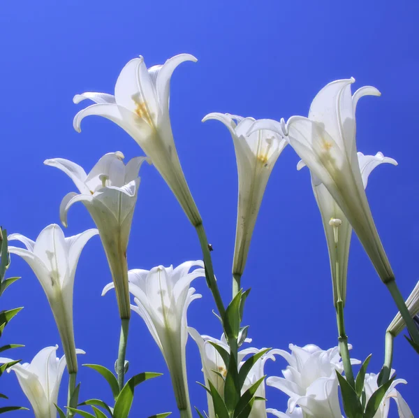 Lila çiçek — Stok fotoğraf