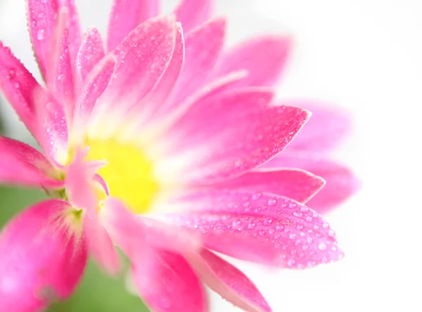 Хризантема квітка — стокове фото