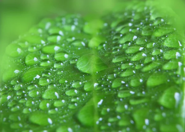 Gotas de agua en hoja verde — Foto de Stock
