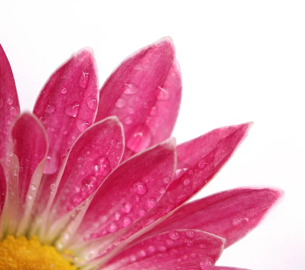 Хризантема квітка — стокове фото