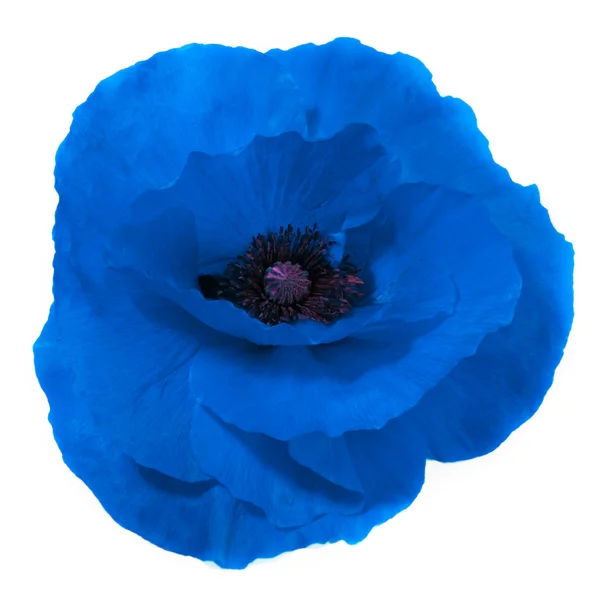 Blauwe bloem — Stockfoto