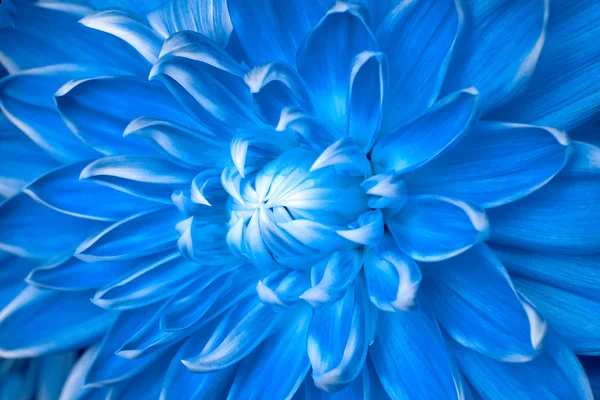 Ασυνήθιστο μπλε λουλούδι Εικόνα Αρχείου