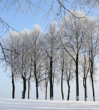 Winter trees clipart