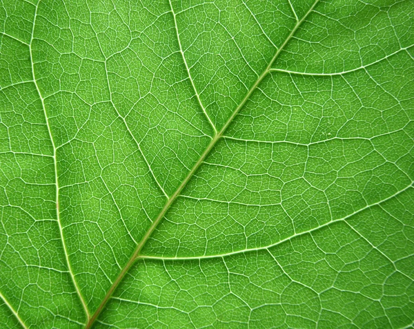 Leaf macro — Stock Photo, Image