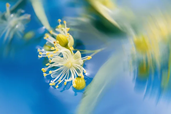 Alışılmadık çiçekler — Stok fotoğraf