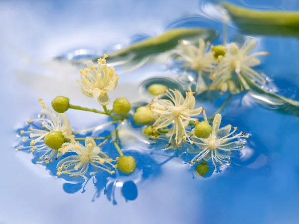 Niezwykłe kwiaty — Zdjęcie stockowe