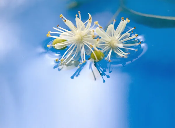 Niezwykłe kwiaty — Zdjęcie stockowe