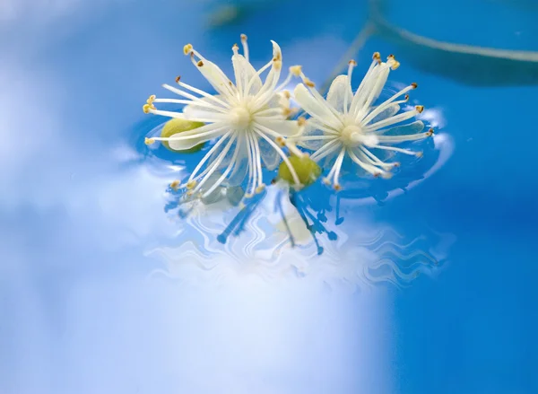Необычные цветы — стоковое фото