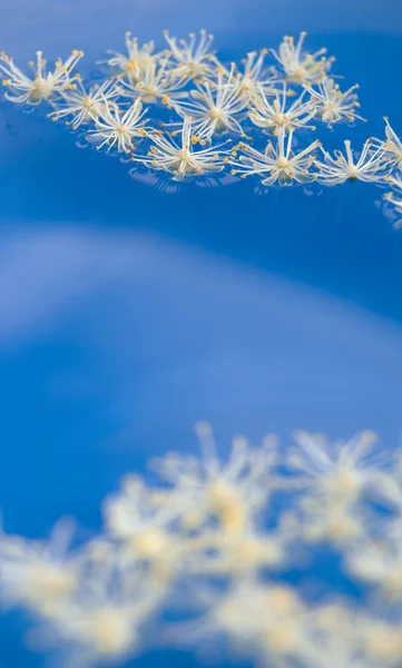 Ungewöhnliche Wasserblumen — Stockfoto
