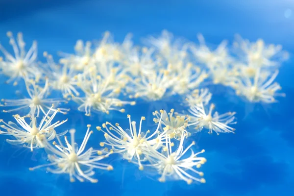 Unusual water flowers — Stock Photo, Image
