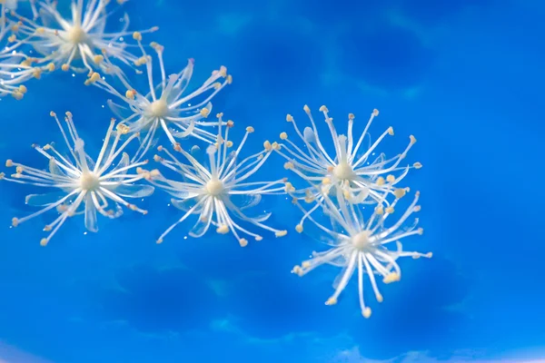 stock image Unusual water flowers