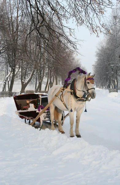 Winter fairy tale — Stock Photo, Image