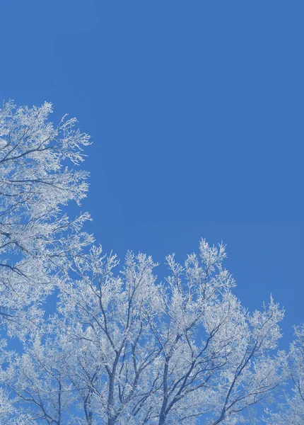 stock image Winter tree