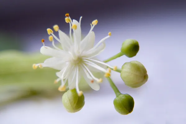 Kwiat lipy — Zdjęcie stockowe