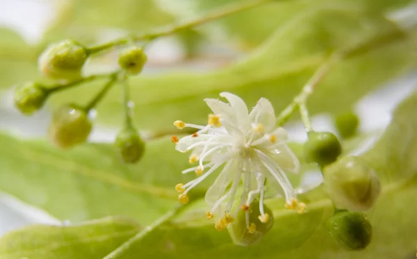Linden tree flowers — Stock Photo, Image