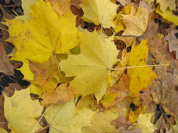 Marple leaves — Stock Photo, Image