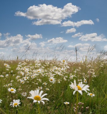 Daisy en wolkenDaisy ve bulutlar