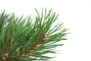 Pine branch closeup clipart
