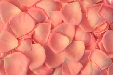 Rose petals background clipart