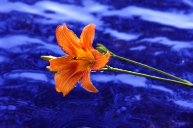 Lily