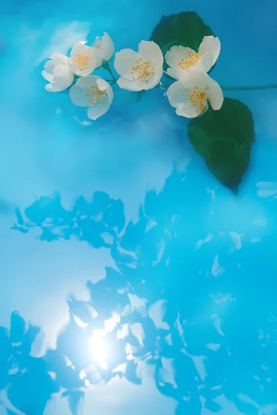 Jasminbrunch im Wasser — Stockfoto