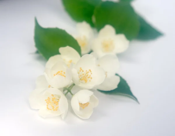 Jasmin білі квіти — стокове фото