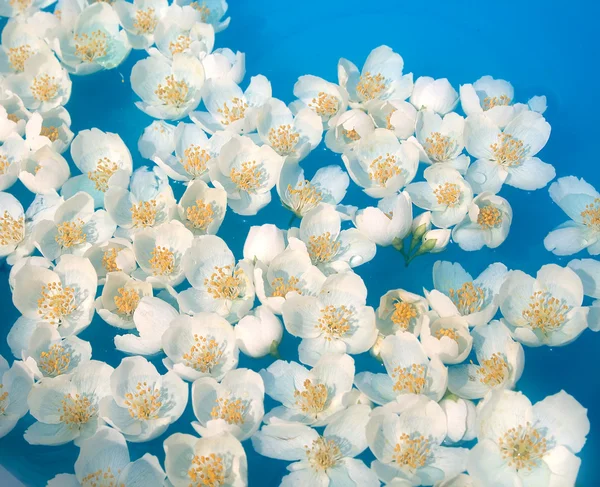 Белые цветы жасмина в голубой воде — стоковое фото