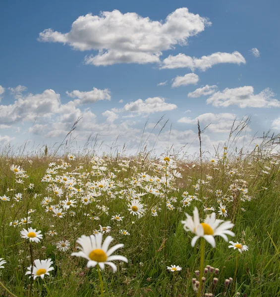 stock image Daisy and clouds